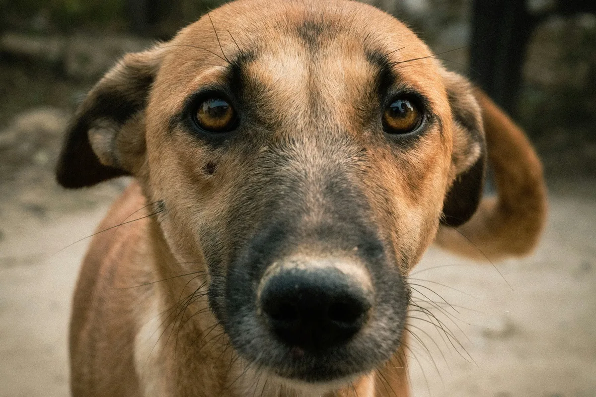 Expert lista gestos que parecem afeto, mas atrapalham bem-estar do cachorro