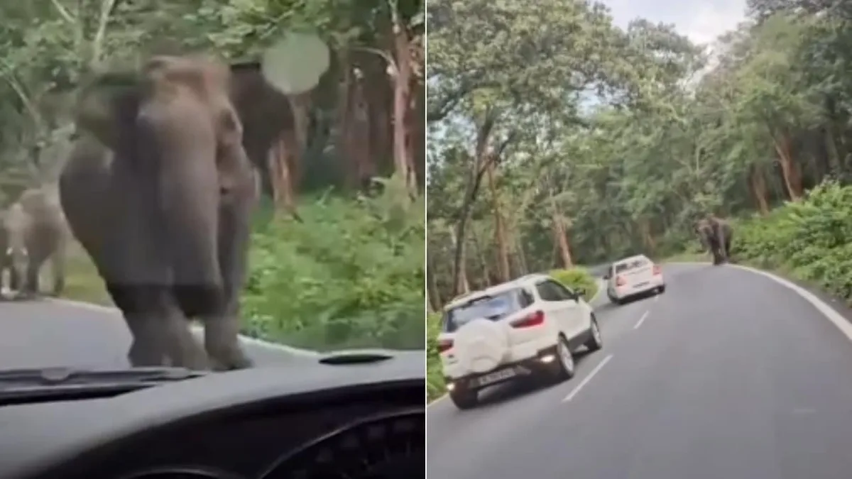 Video: Narrow Escape For Kerala Family As Elephant Charges At Vehicle