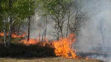 Waldbrand-Bekämpfung: "Wir müssen umdenken"