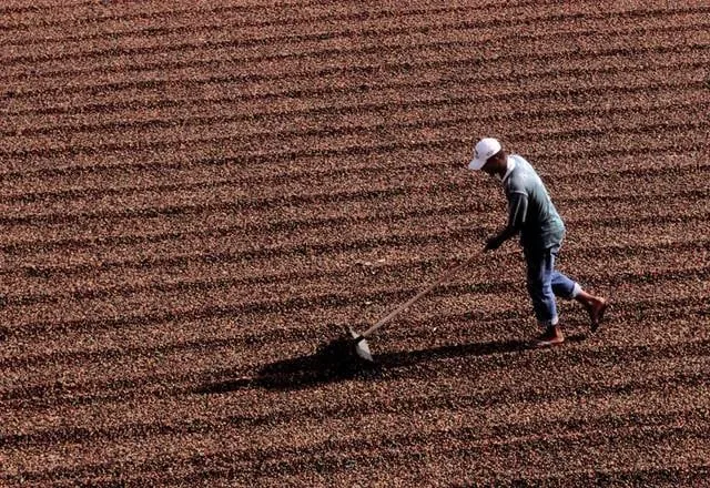 Colheita de café avança e chega a 93% no Cerrado Mineiro