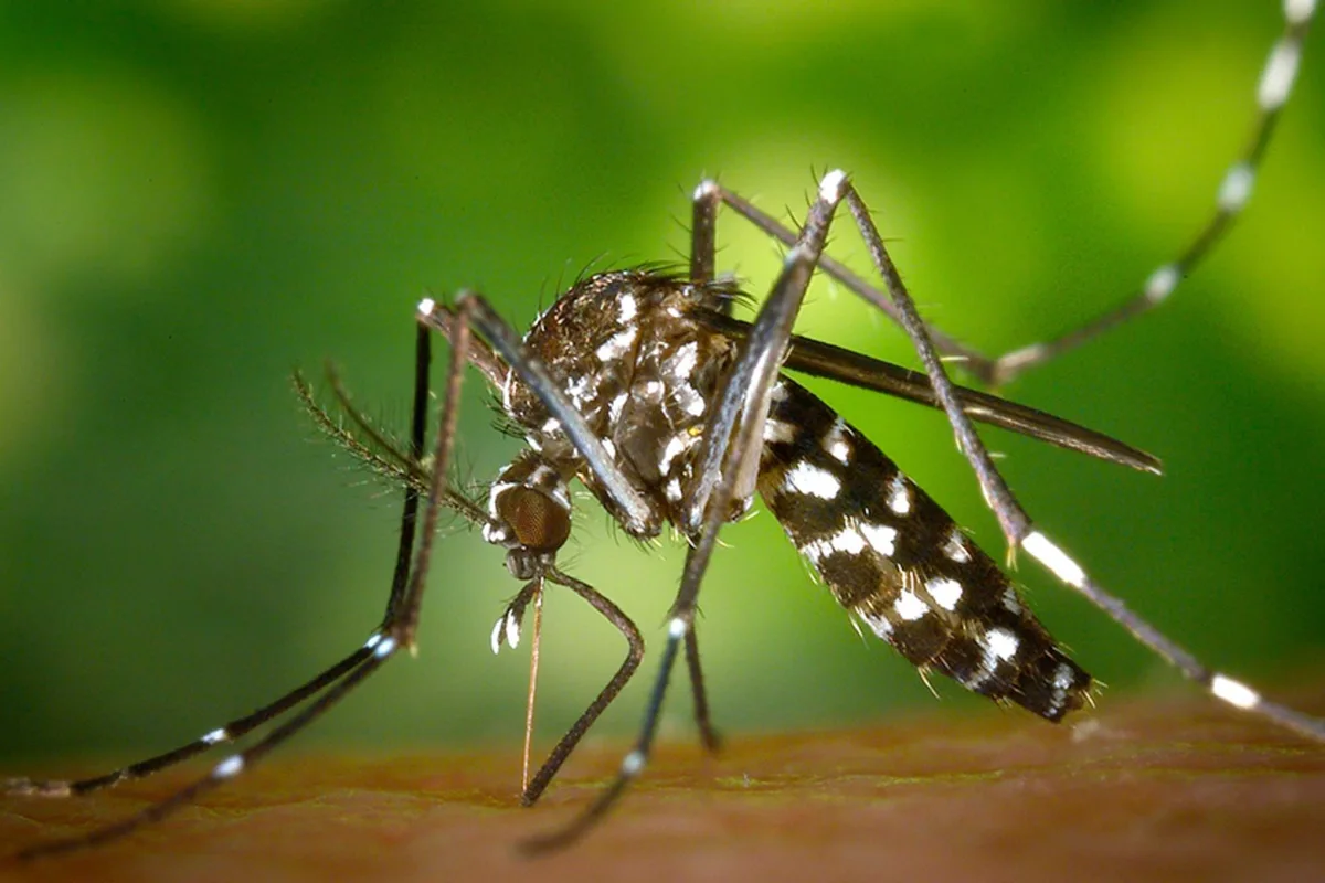 Ni espirales ni repelente: científicos argentinos trabajan en una vacuna para reducir la población del mosquito que transmite el dengue