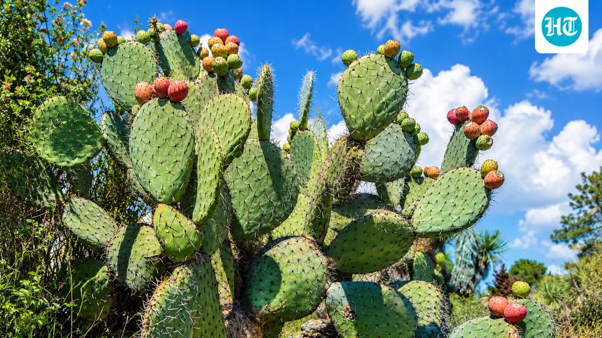 In 1788, prickly pear from the Americas was brought to Australia for hedges and red dye; by the 1920s, it had taken over 24 million hectares of land