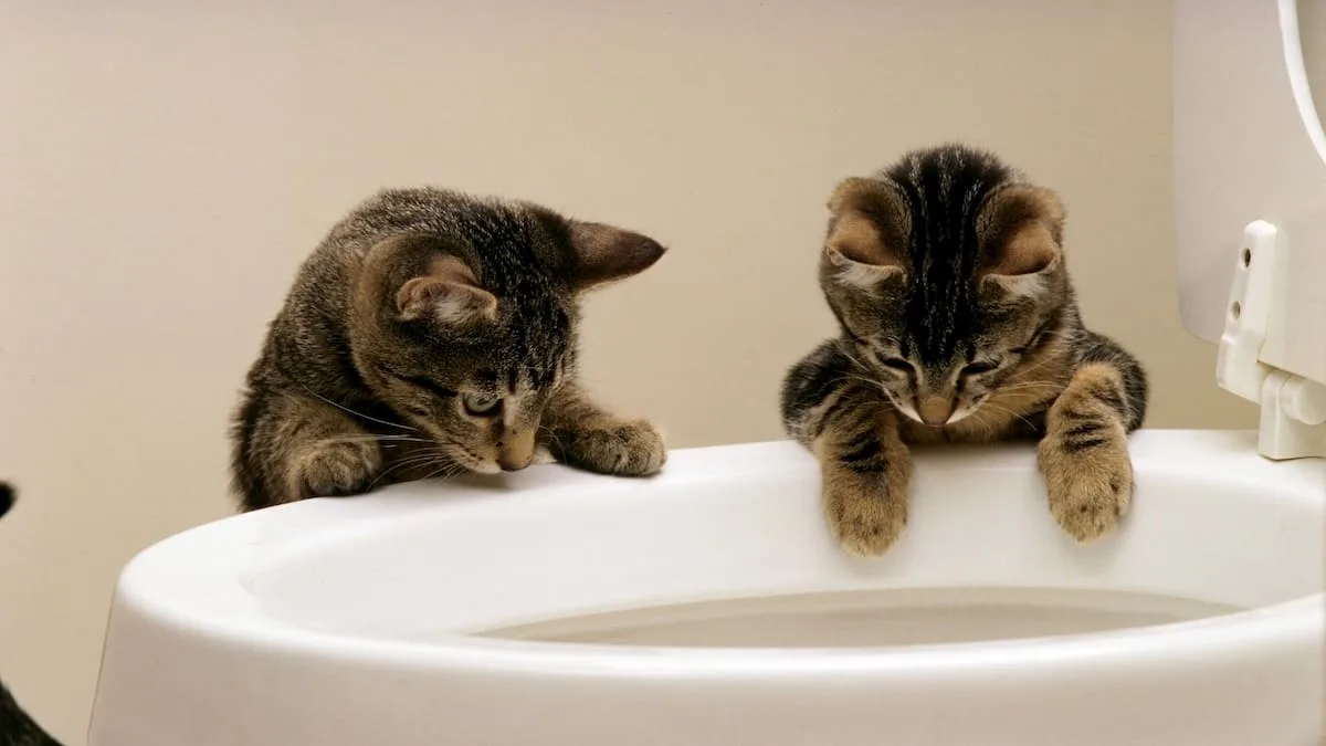 Kuriose Angewohnheit - Wieso trinken manche Katzen aus Toiletten?