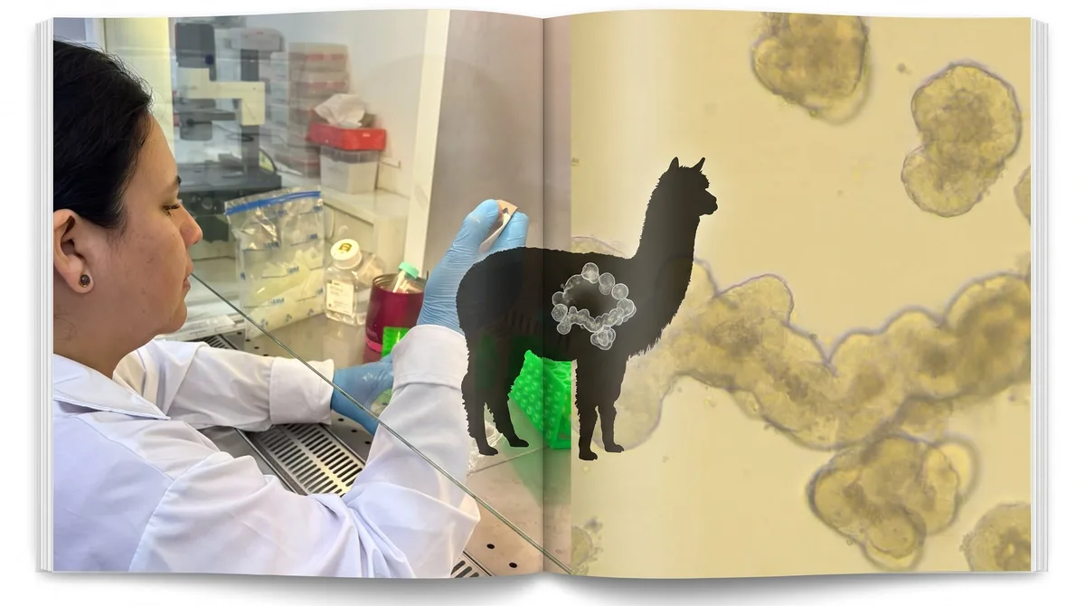 UNMSM desarrolla por primera vez “miniintestinos” de alpaca en laboratorio para estudiar enfermedades digestivas de la especie