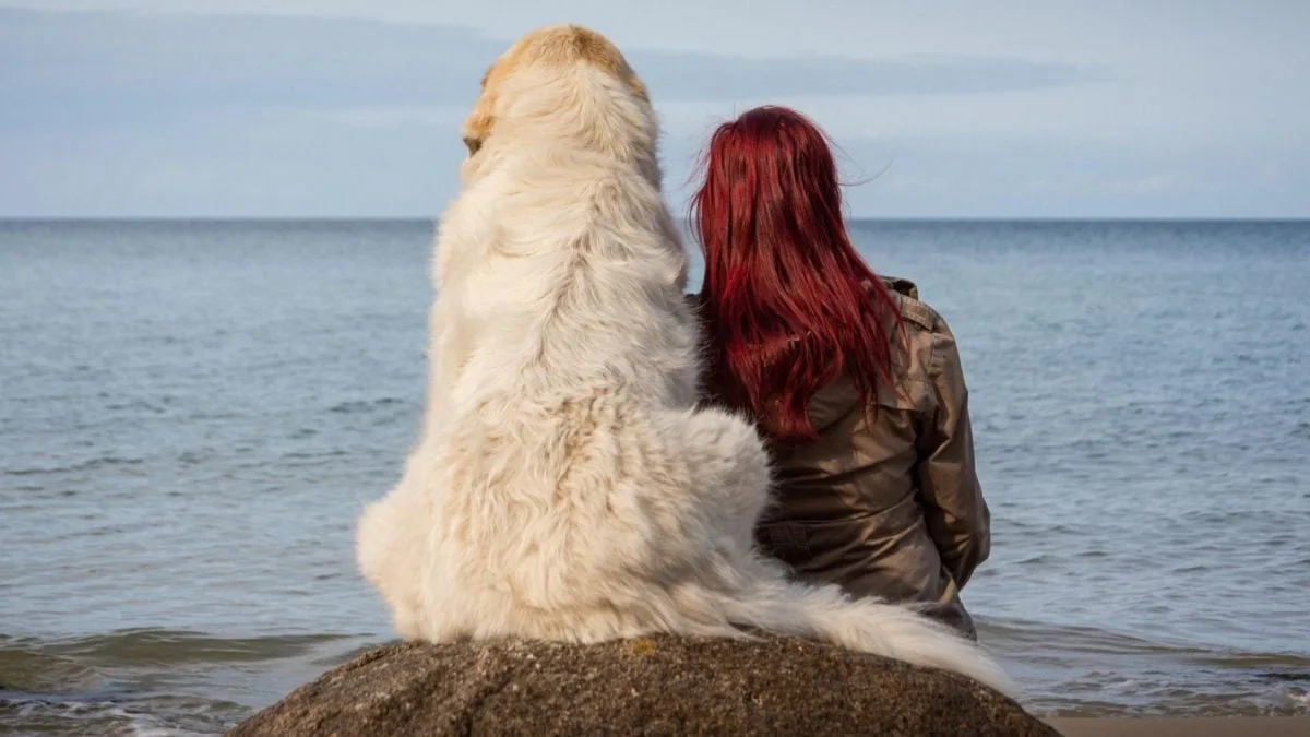 Cães distinguem emoções negativas em rostos humanos, diz estudo