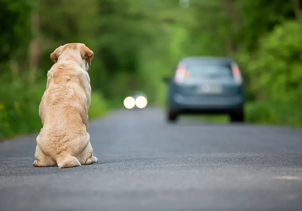Cada dos minutos llega un perro o un gato a una protectora en España: más de 285.000 en un año