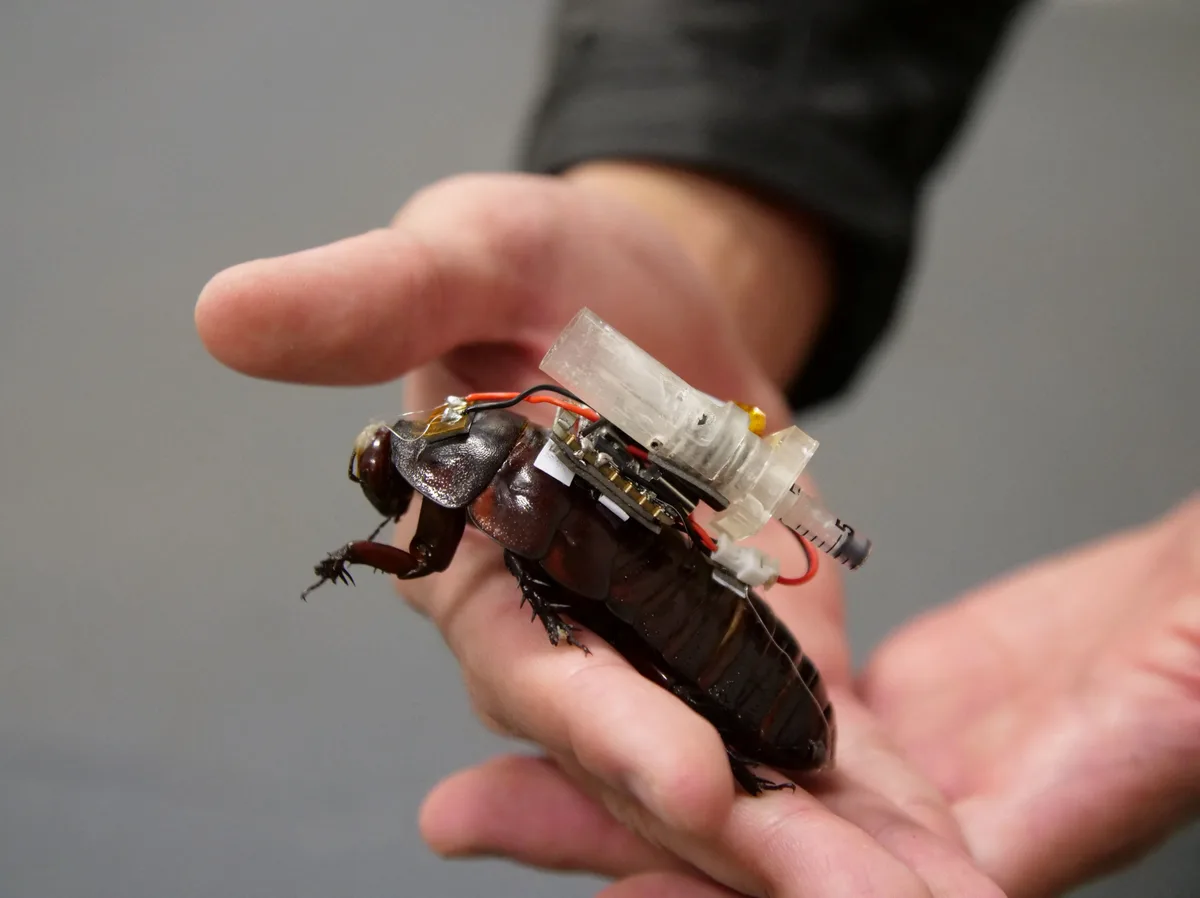 Câmeras e agulhas: cientistas australianos desenvolvem baratas-robô para salvar vidas; VÍDEO