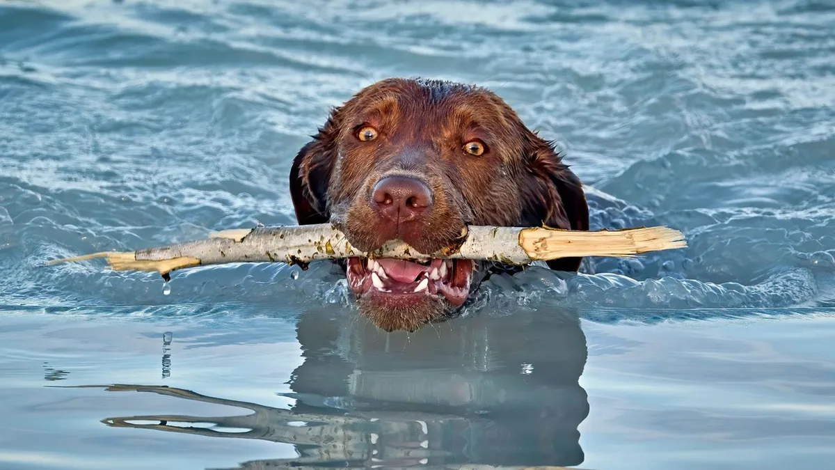 Baden im Sommer: Warum Blaualgen für Hunde so gefährlich sind