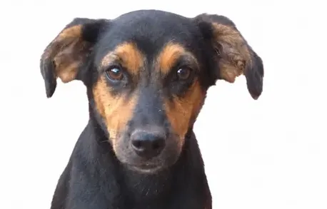 Tutora paga R$ 500 para quem achar cachorra epilética que fugiu no Zé Pereira