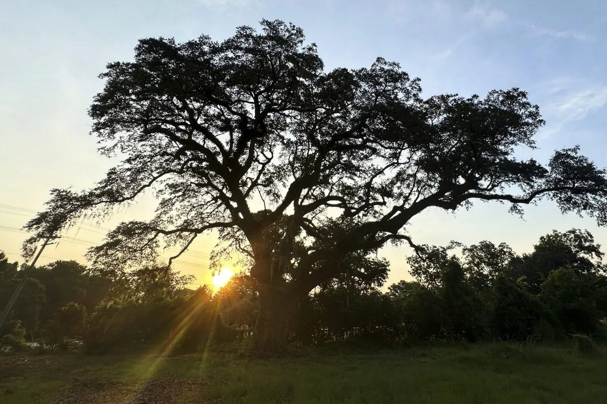 ‘It’s very rare to have a witness tree’: Arborists try to save tree that dates to 50 years before Revolutionary War