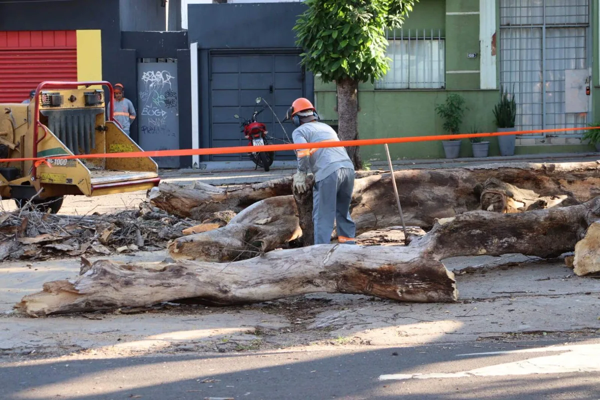Galhos de figueira na Mato Grosso são removidos após risco de novas quedas