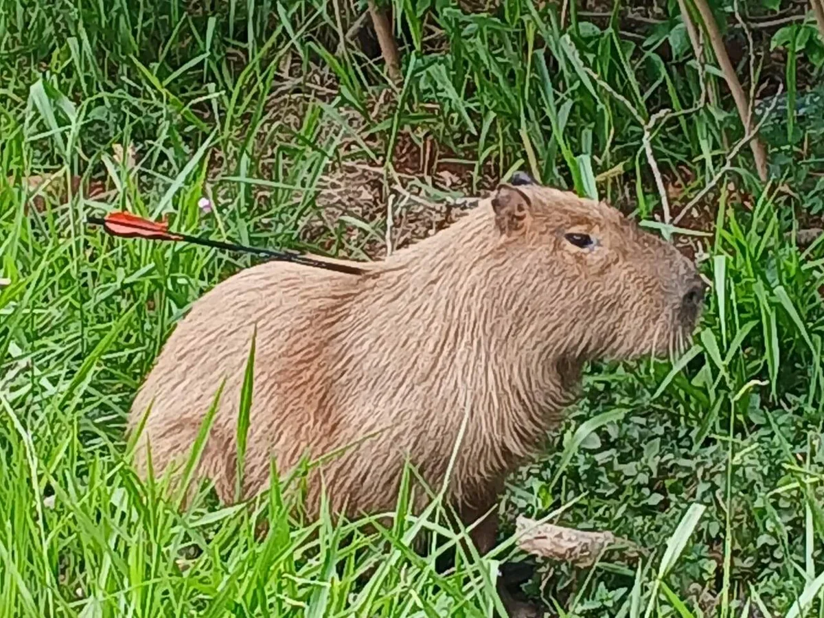 Capivara aparece com flecha fincada no corpo no Guanandi