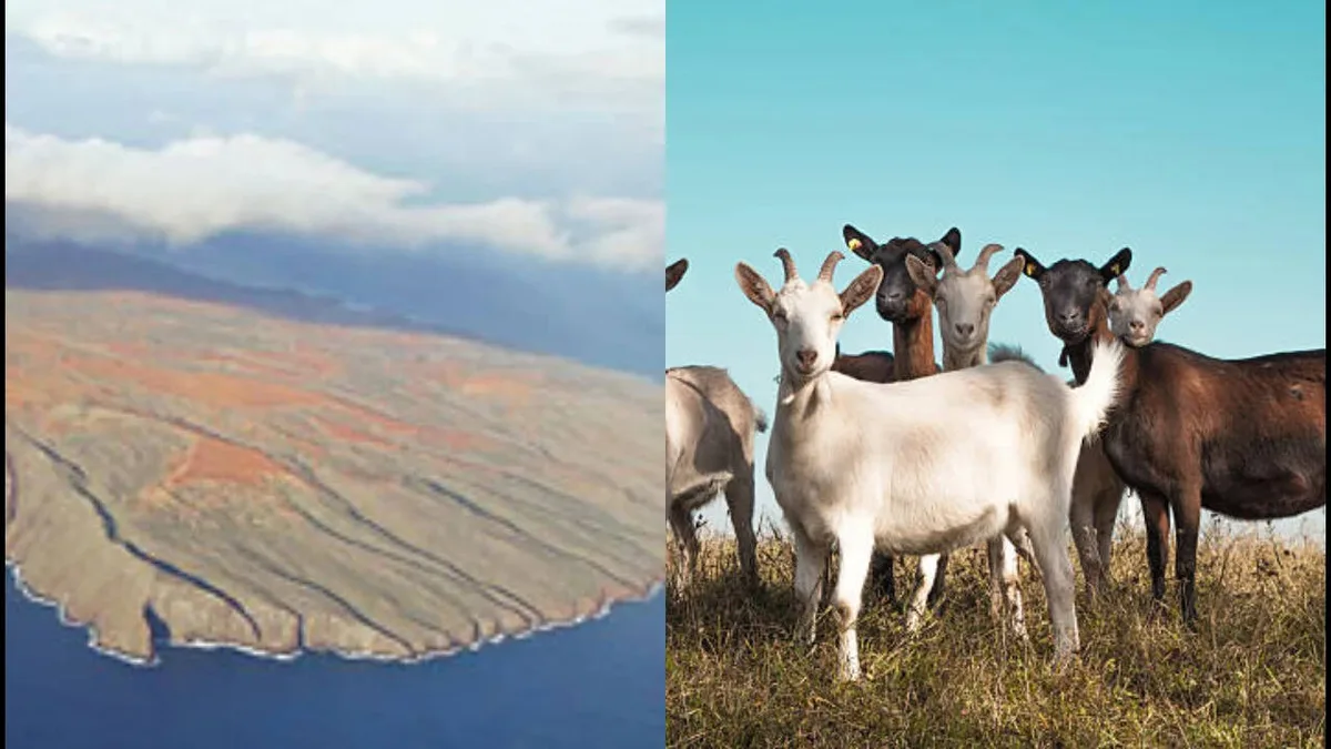 50,000 goats once ravaged Hawaii’s Kahoʻolawe island before eradication