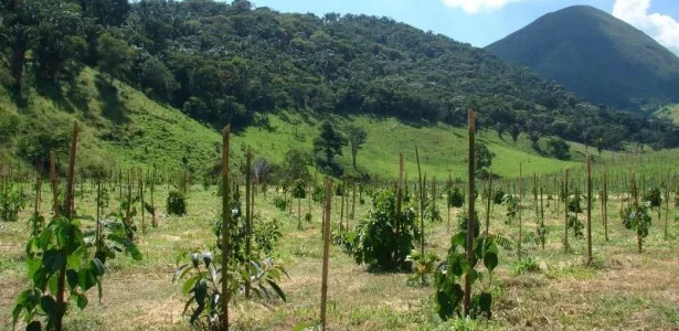Cientistas propõem dez regras para a restauração de ecossistemas