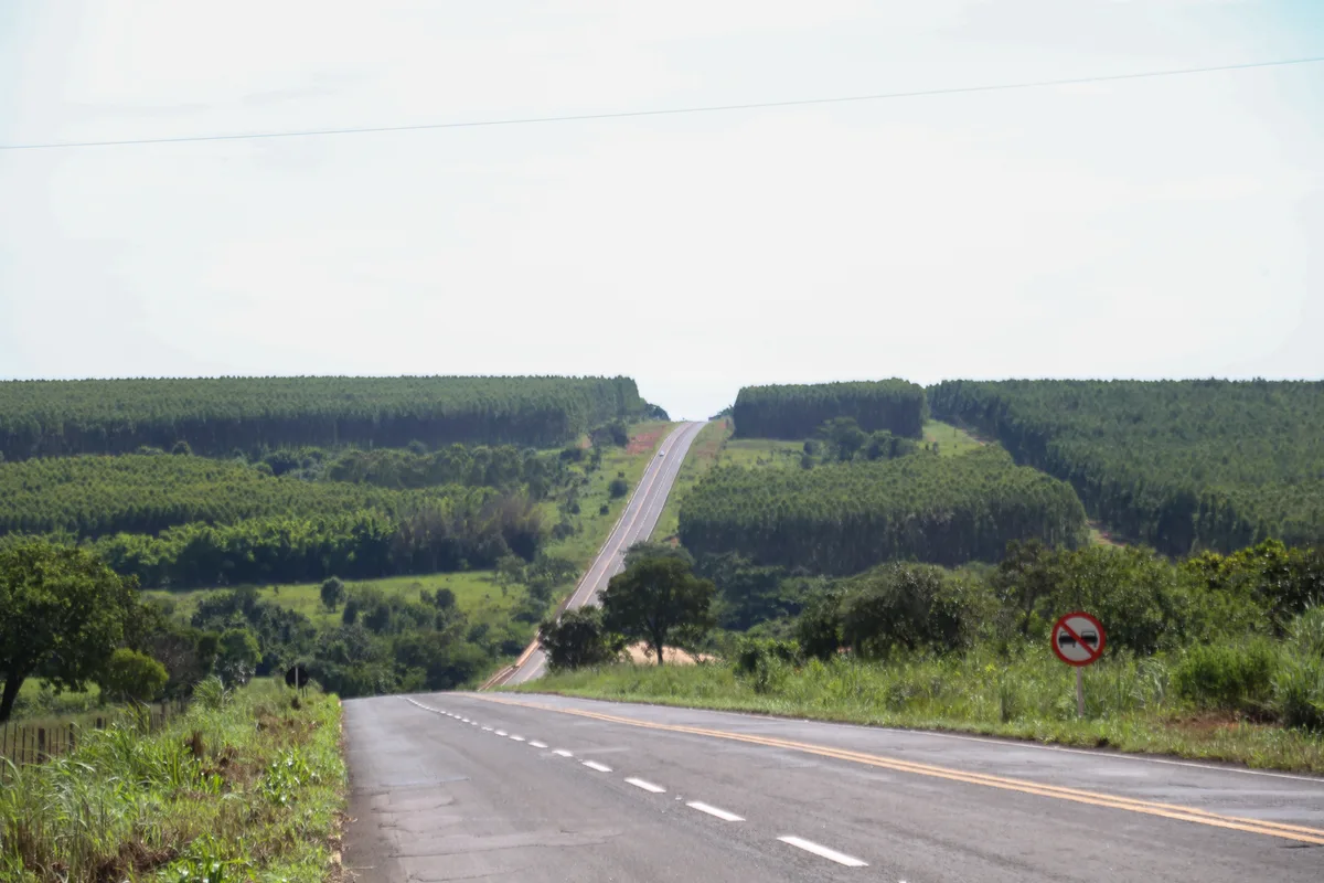 IBGE: MS tem as 7 cidades com maiores áreas de florestas plantadas do Brasil