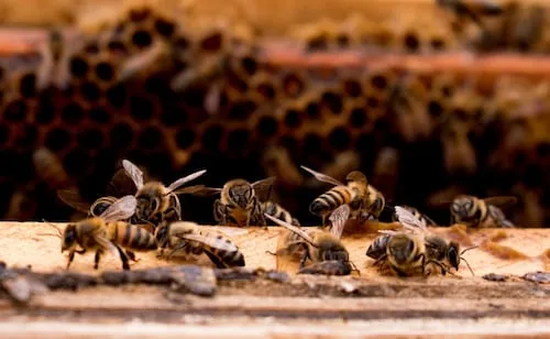 Día Nacional de la abeja: en CDMX habitan 122 especies nativas: Sedema; "cumplen un papel fundamental", destaca