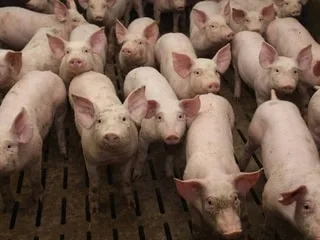 « Plus de 300 cadavres » de porcs dans une exploitation en Bretagne : la préfecture prend des mesures contre l’élevage