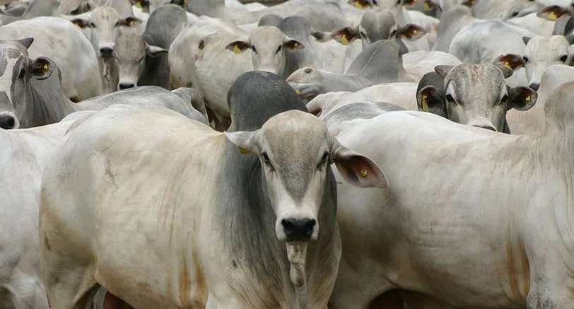 VBP da agropecuária é estimado em R$ 1,39 trilhão em julho