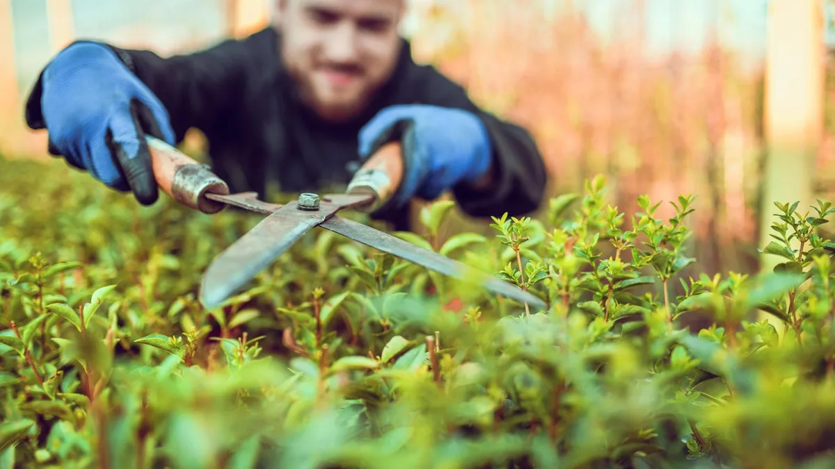Haus und Garten: Hecken richtig schneiden: Wann der Rückschnitt erlaubt und wichtig ist