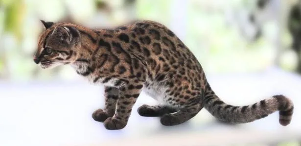 Gato confundido com doméstico acaba revelando nova espécie na Bolívia