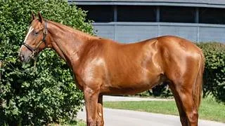 Medio hermano del triple coronado Justify fue adquirido por 1.9 millones de dólares