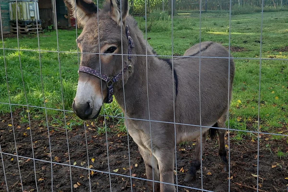Drivers injured in German donkey attack