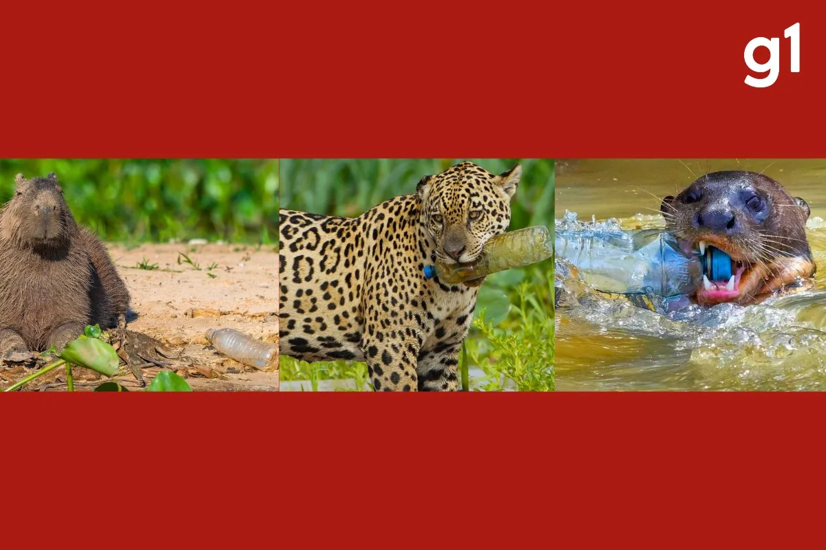 FOTOS: onça, capivara e ariranha são flagradas com garrafas plásticas no Pantanal de MT