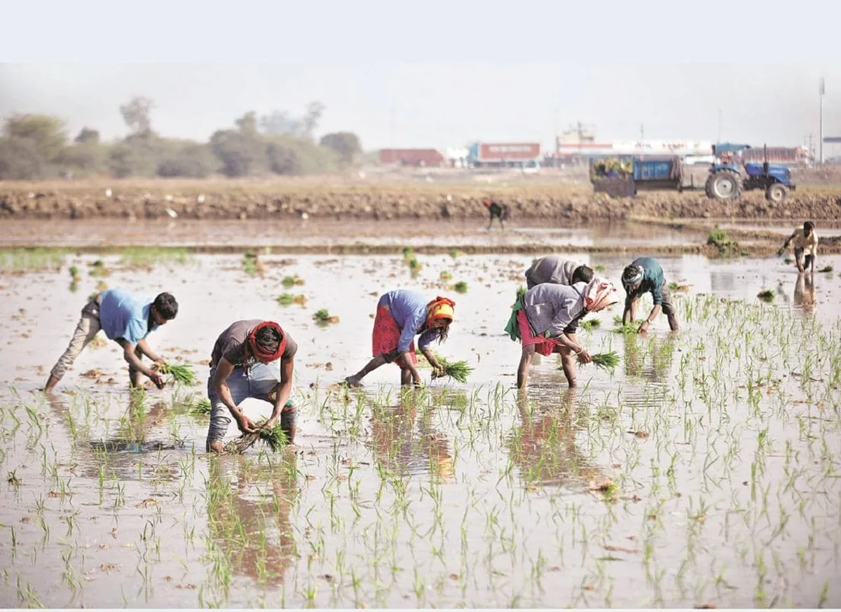 Lower Kharif output expected due to rainfall deficit in Rajasthan