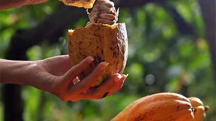 Chocolat Bahia volta a Ilhéus com marca histórica de 17 edições
