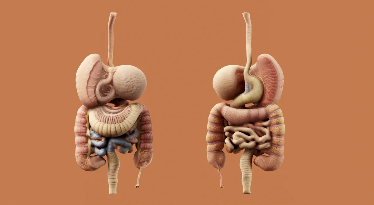 Barriga roncando nem sempre é fome: entenda o som “borborigmo” e por que ele surge