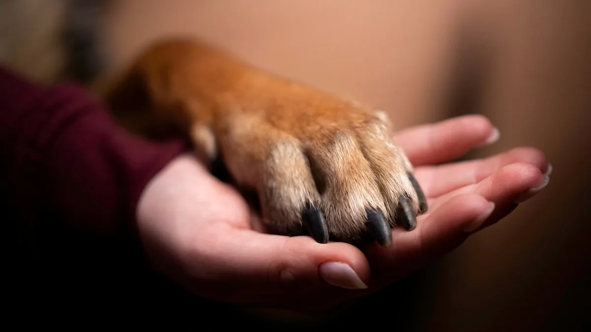 Tierärztin klärt auf - Was ist Überköten beim Hund?