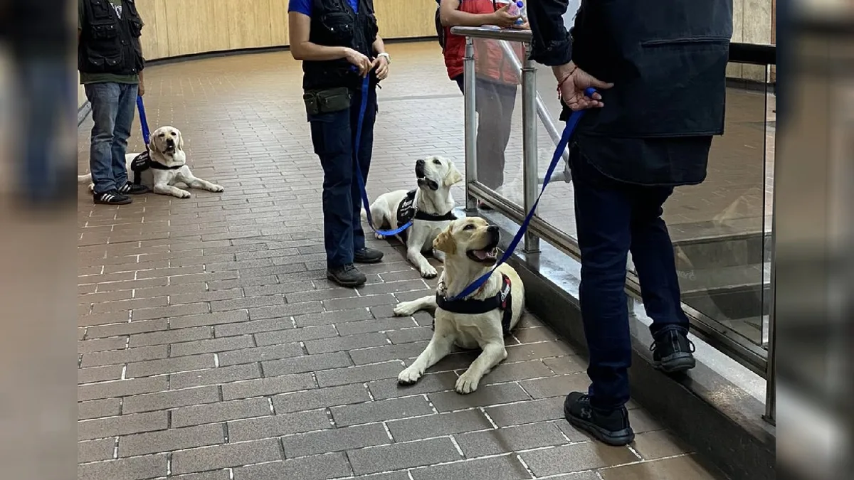 Buscan que transporte en CDMX sea pet friendly, usuarios podrían viajar en Metro, Metrobús y más con sus mascotas
