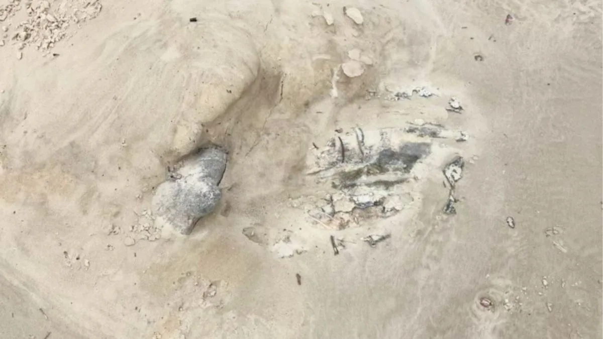 Ossada de baleia-jubarte fica exposta em praia de SC pela maré alta após animal ser enterrado na areia