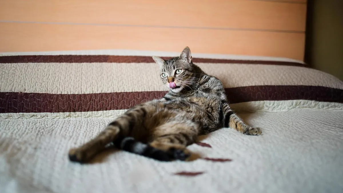Seltsames Verhalten: Kaum habe ich meine Katze gekrault, putzt sie sich – was soll das?