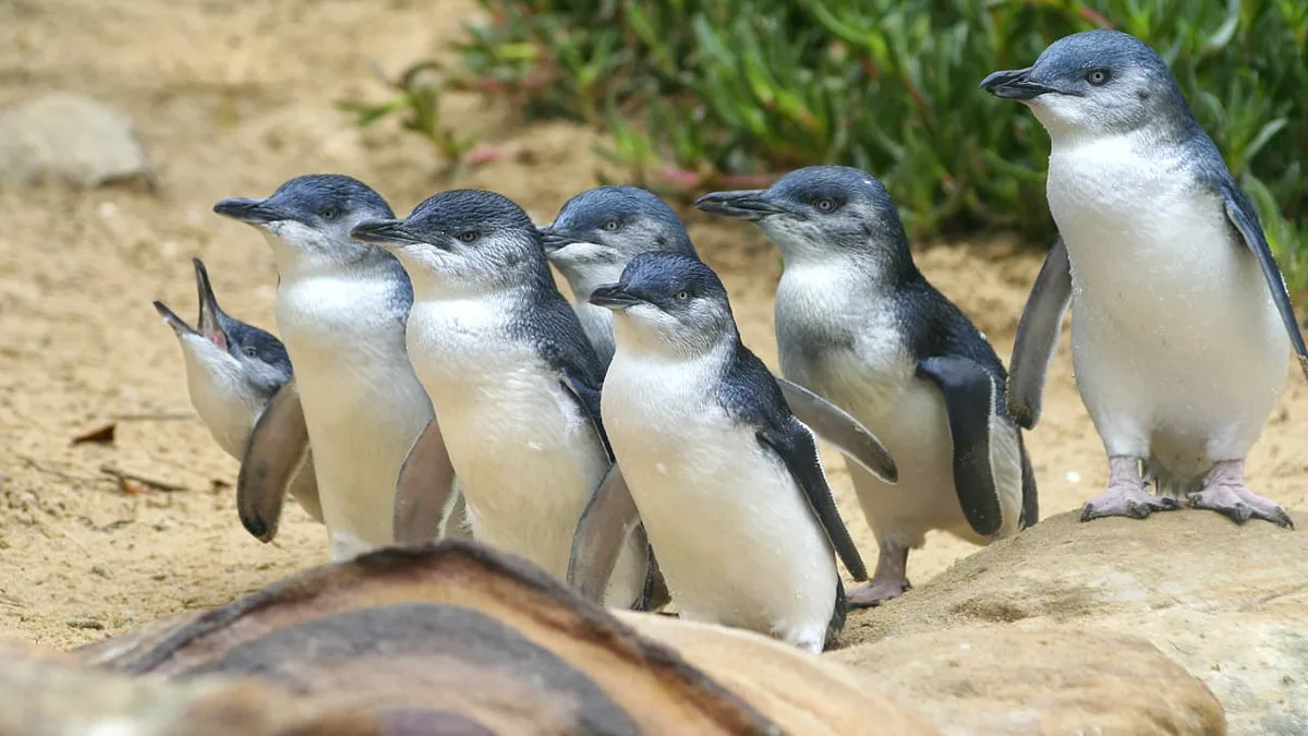 H5N1: Massenimpfungen sollen Pinguine vor Vogelgrippe schützen