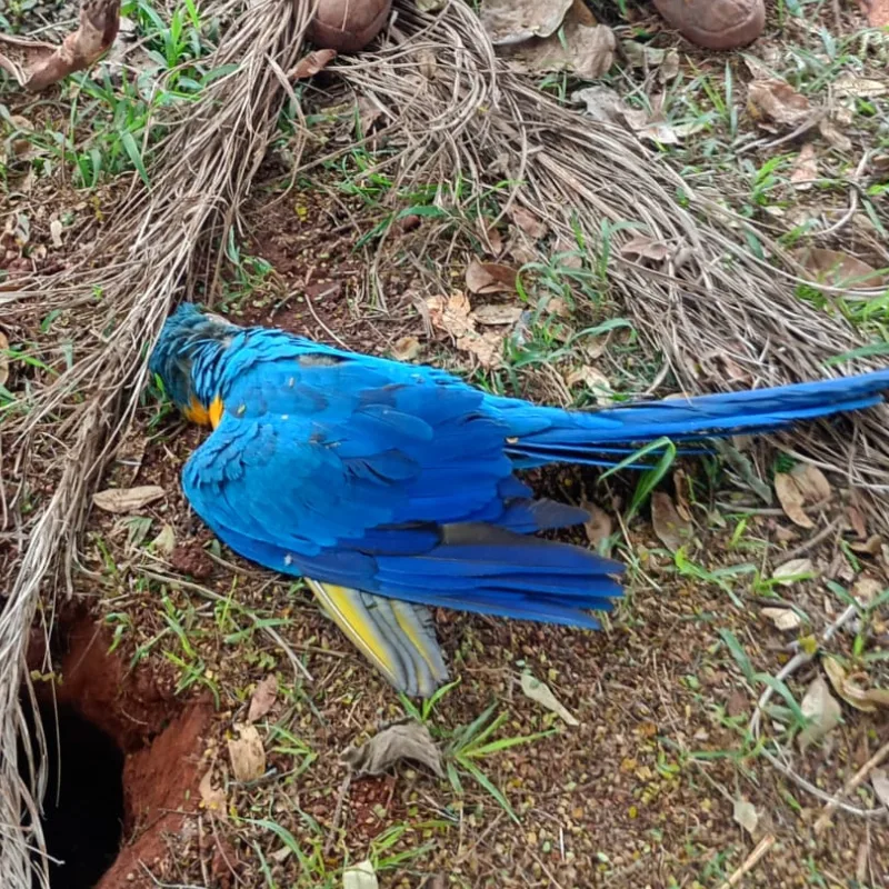 Morte de aves na Vila Alba vira alvo de investigação após denúncias