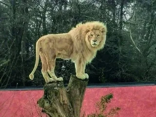Il a enchanté les visiteurs pendant 18 ans : Bamako, emblématique lion blanc du zoo de Jurques, est décédé