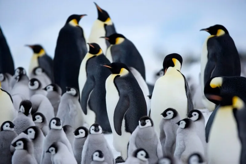 Emperor Penguin Linus Torvalds banishes a bug – with a bot