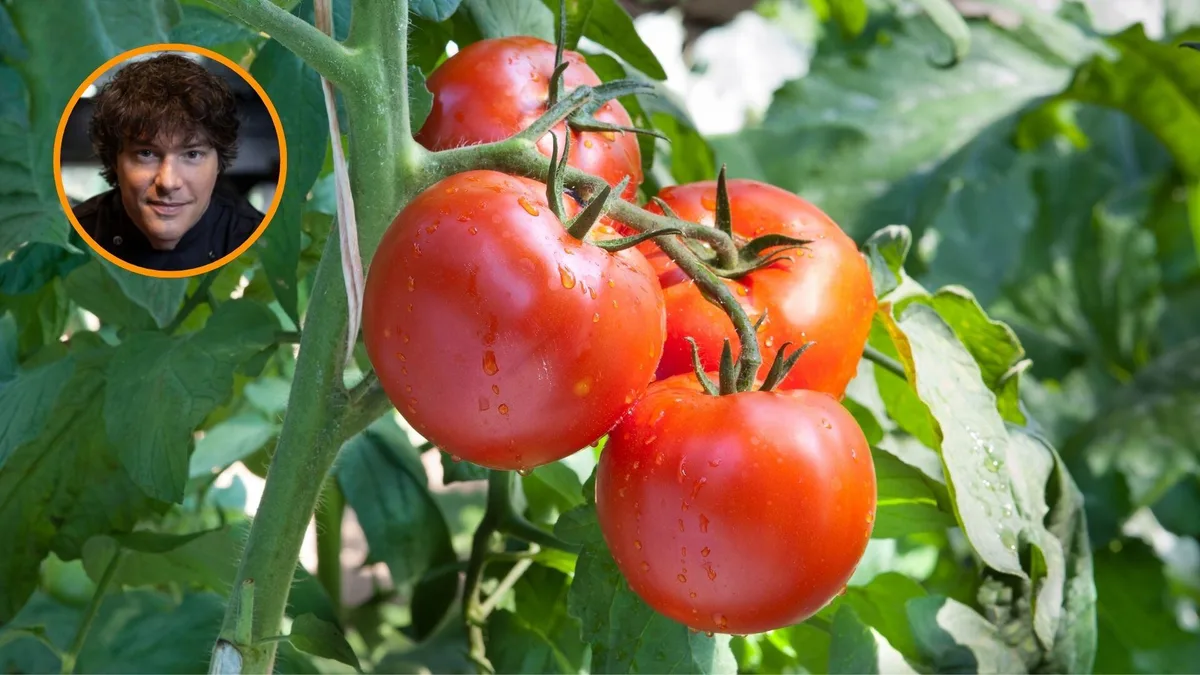 Jordi Cruz, chef Michelín, explica cómo cortar un tomate para ensaladas: “Puede parecer una tontería, pero no lo es. Conservas toda la jugosidad dentro”