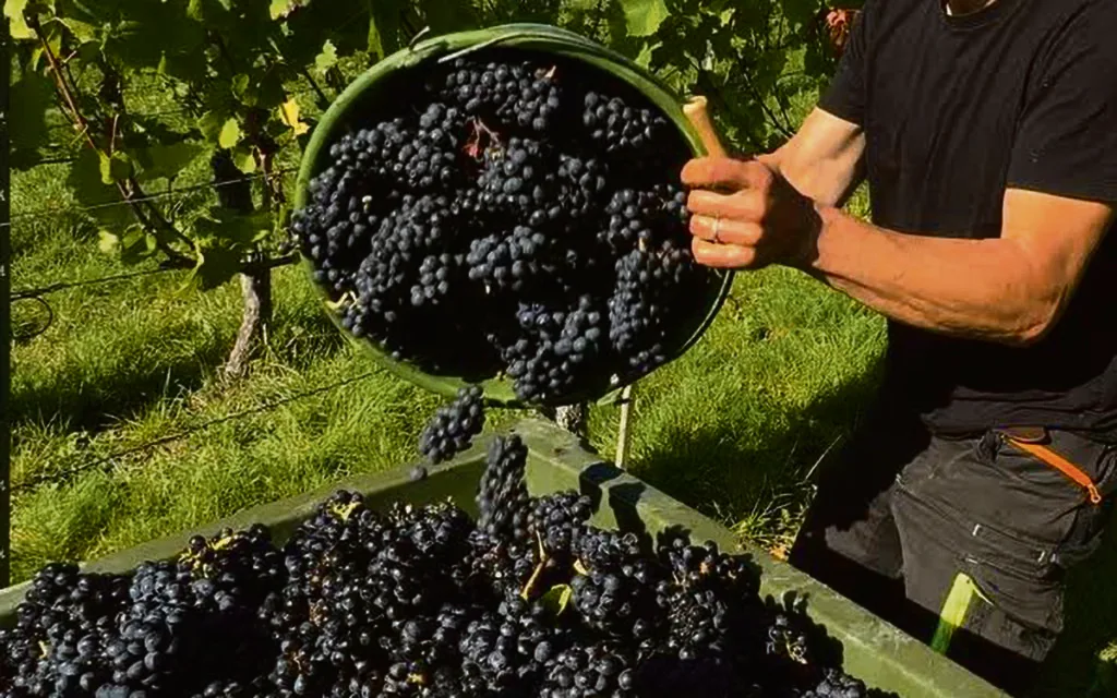 Crise no Douro: Os jardineiros de uma paisagem que não lhes paga