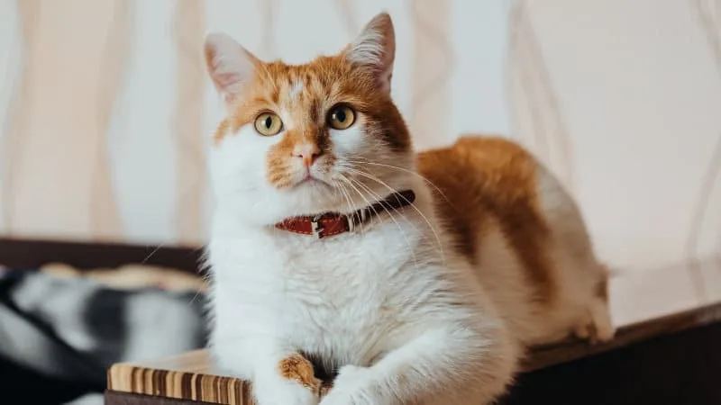 Los veterinarios coinciden: cómo se despiden los gatos anaranjados antes de morir