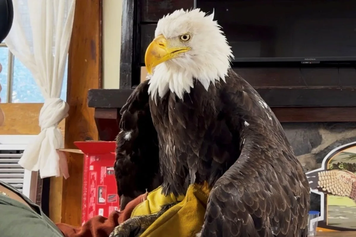 Jackie the bald eagle's cause of death released
