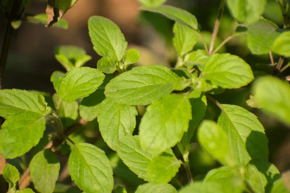 Tulsi: conheça 5 benefícios do “manjericão-sagrado” para a saúde