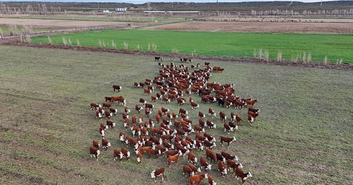 IATF + Repaso con toros: una oportunidad para bajar costos en la cría de ganado bovino