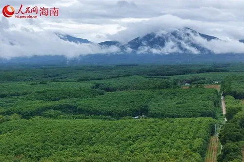 Smart technology transforms rubber tapping in South China's Hainan