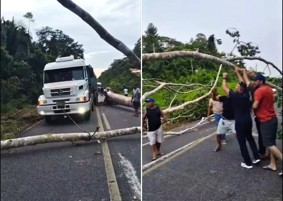 Motoristas retiram árvore e tráfego é liberado na BR-364, em Cruzeiro do Sul