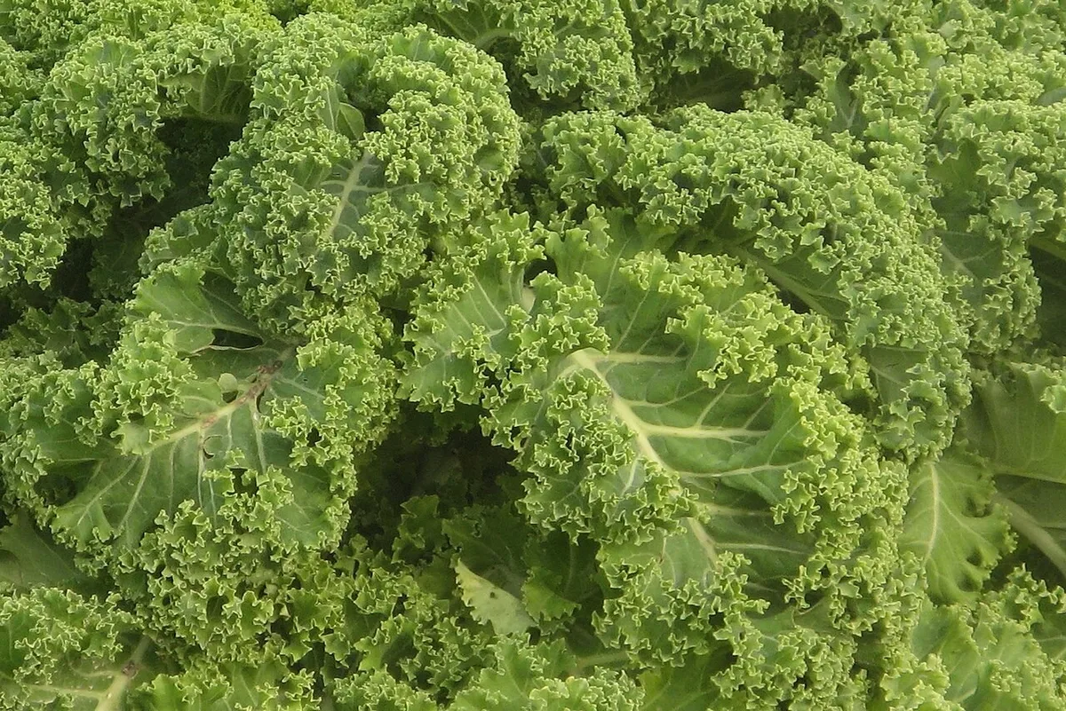 Couve kale: o que é e quais os benefícios da versão frisada da planta