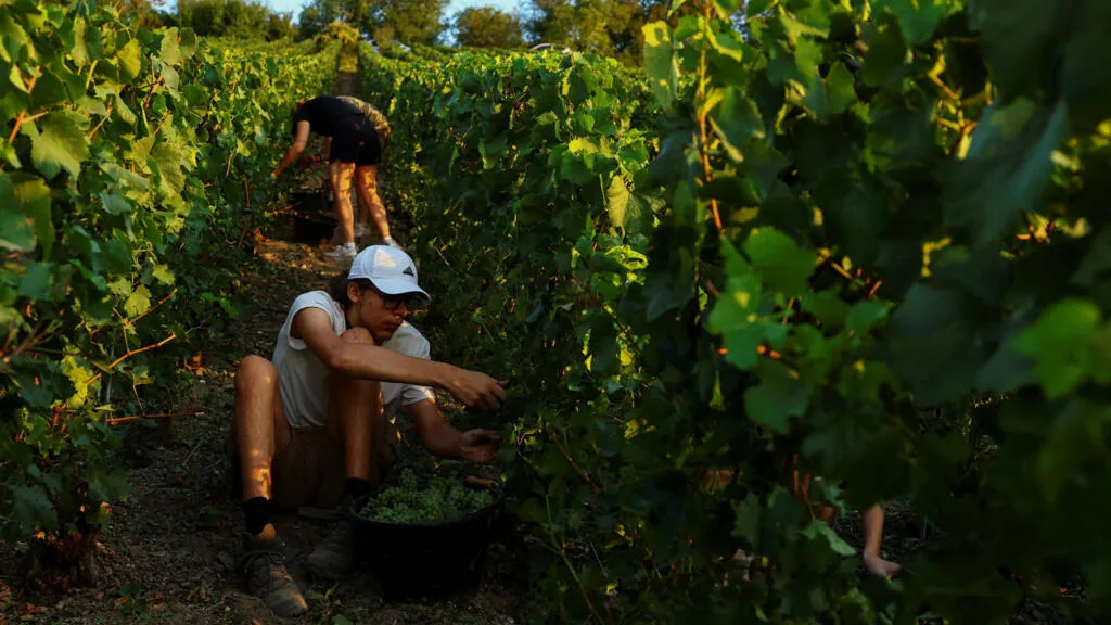 Na França, colheita da uva começa mais cedo por causa do calor