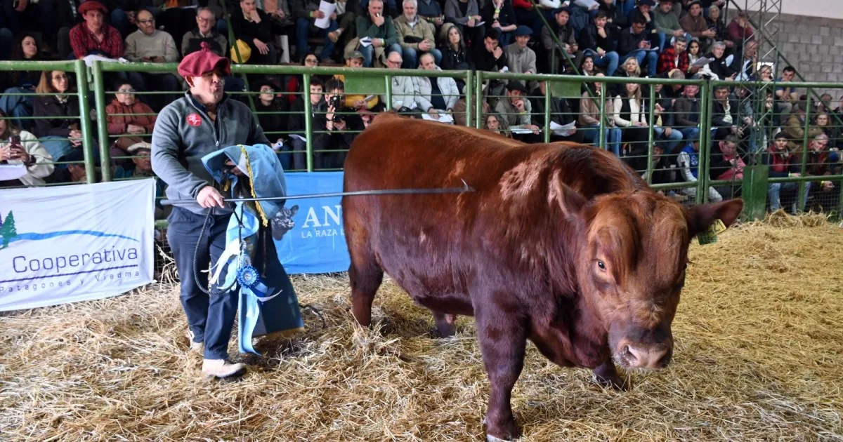 Genética de elite en Viedma: los grandes campeones Angus y Hereford de la Patagonia se vendieron hasta en $30 millones