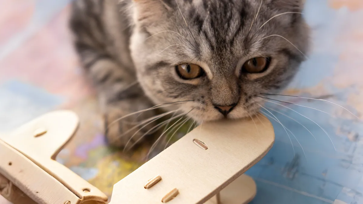 Los veterinarios coinciden: esconder la comida en juguetes no solo entretiene al gato, reduce peticiones de atención